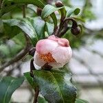 Camellia sinensis Muu