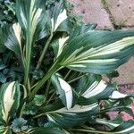 Hosta plantagineaЛисток