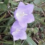Campanula rotundifolia Flor