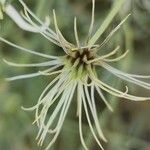 Clematis ispahanica