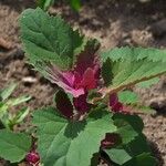 Chenopodium giganteum Leaf