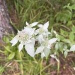 Pycnanthemum incanum Цветок