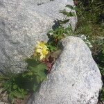 Hypericum bithynicum Flower