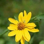 Helianthus divaricatus Flower