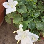 Campanula isophylla Likasa