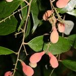 Licania hypoleuca Fruit