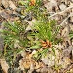 Pinus virginiana Leaf