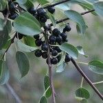 Rhamnus cathartica Fruit