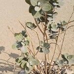 Calotropis procera Leaf