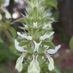 Stachys ocymastrum Flower