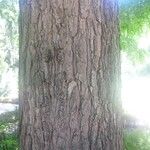 Gymnocladus dioicus Bark