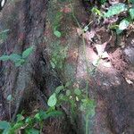 Monanthotaxis trichocarpa Rinde