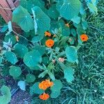 Calendula stellata Blomst