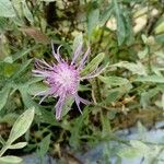 Centaurea aplolepa Цветок