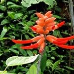 Erythrina costaricensis Fleur