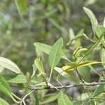 Avicennia germinans Leaf