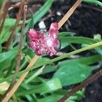 Armeria pseudarmeria Flower