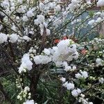 Prunus glandulosa Flower