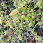 Ribes alpinum Natur