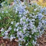 Ceanothus thyrsiflorus Habit