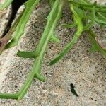 Senecio glaucus Leaf