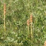 Orobanche alsatica Habitus