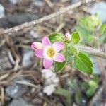 Collomia heterophylla