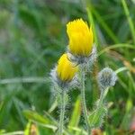 Hieracium villosum Flor
