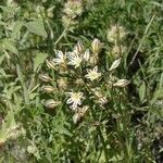 Triteleia hendersonii Habit