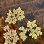 Azolla filiculoides Blad