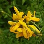 Genista tinctoria Квітка