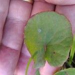 Centella asiatica 葉