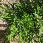 Cirsium discolor Hoja