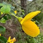 Cytisus arboreus Flor