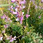 Desmodium canadenseFlower