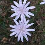 Podospermum purpureum 花