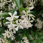 Trachelospermum jasminoidesFlower