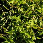 Persicaria mitis Leaf