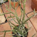Euphorbia lignosa Hábito