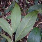 Leonia glycycarpa Blatt