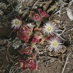 Mesembryanthemum crystallinum Blomst