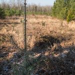 Abies cephalonica Hábitos