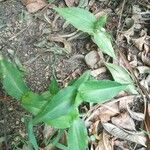 Commelina diffusa Leaf