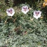 Erodium cheilanthifolium Flor