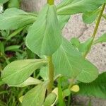Euphorbia helioscopia Foglia