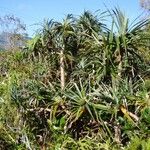 Pandanus montanus অভ্যাস