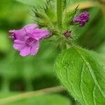 Clinopodium vulgareFlower