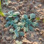 Coldenia procumbens Blatt