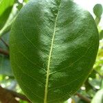 Chrysobalanus icaco Feuille