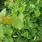 Cercis griffithii Leaf